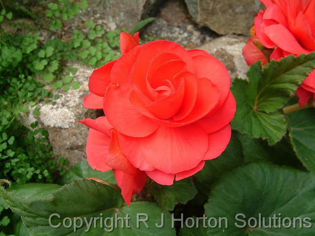 Begonia tuberous_2
